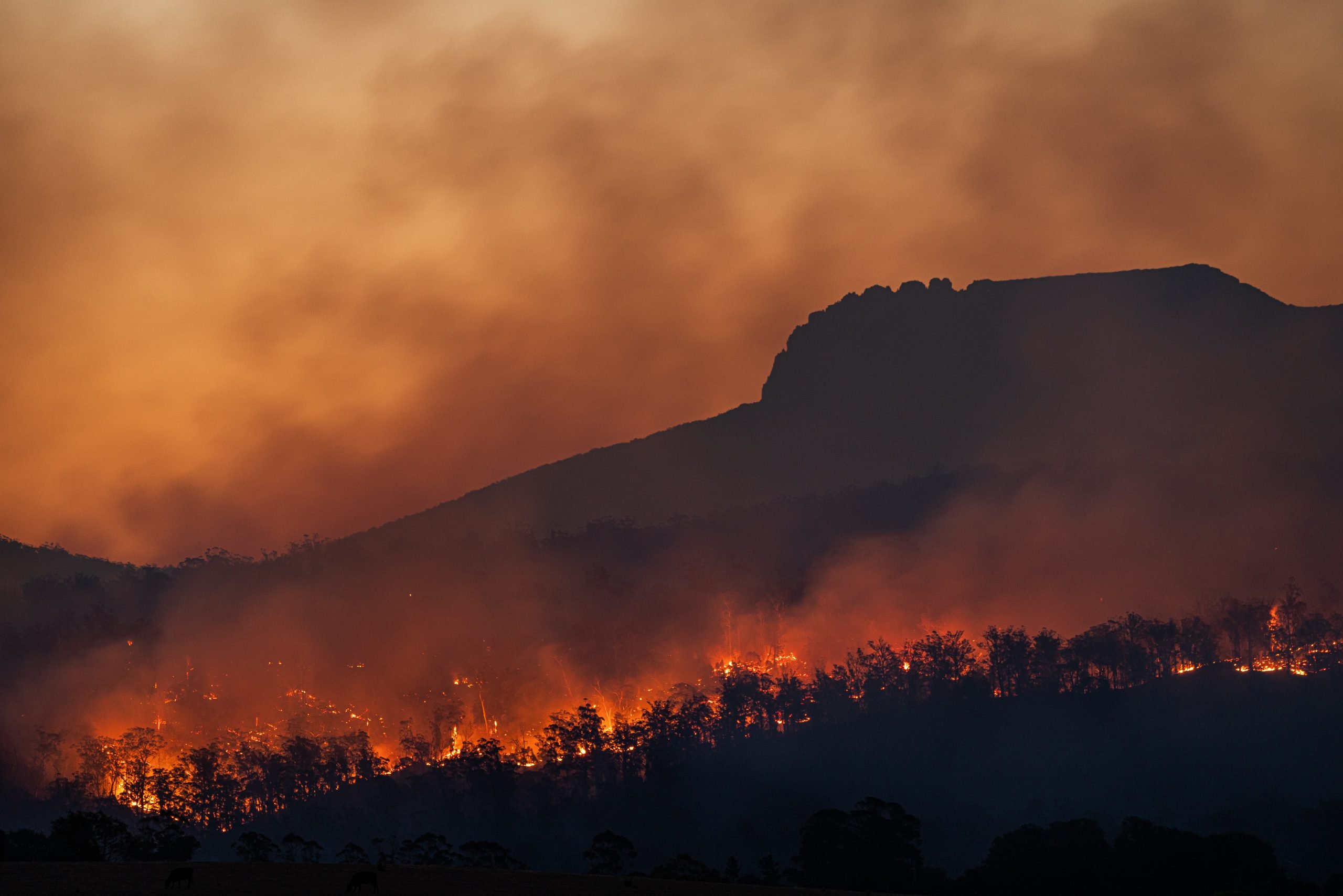 forest fire with mountains in background